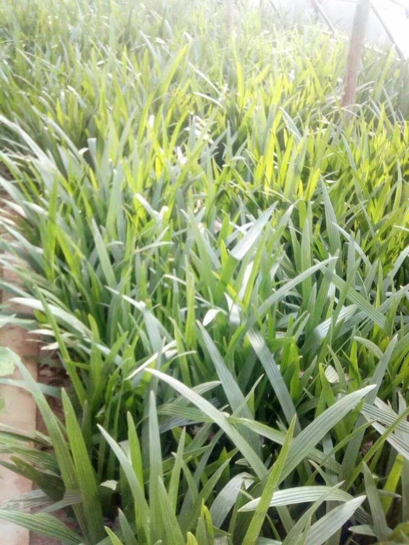 河南省开封通许县新建种植家庭农场棕榈科(椰枣种苗)