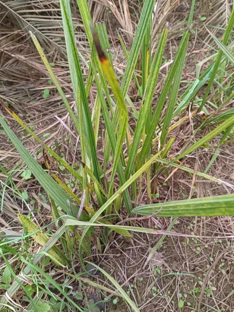 河南省开封通许县新建种植家庭农场棕榈科(椰枣种苗)