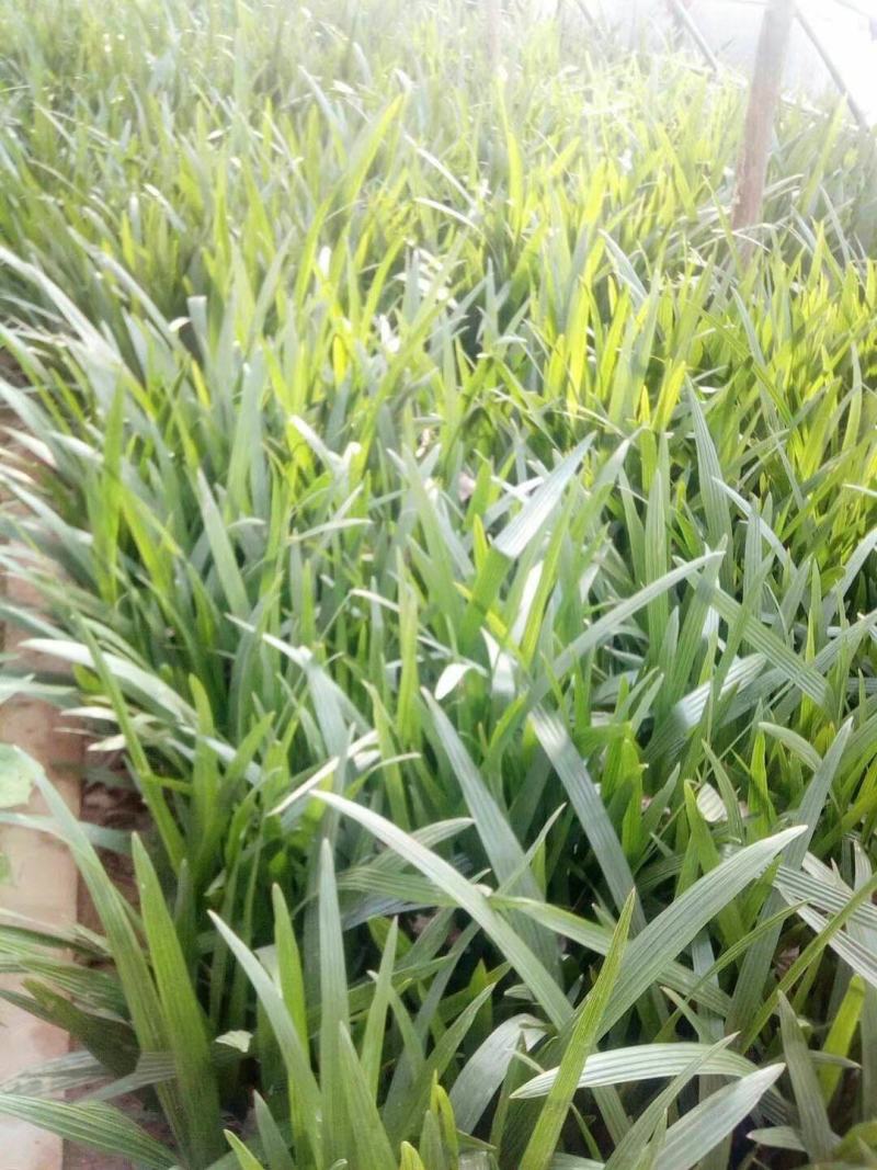 河南省开封通许县新建种植家庭农场棕榈科(椰枣种苗)