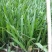 河南省开封通许县新建种植家庭农场棕榈科(椰枣种苗)