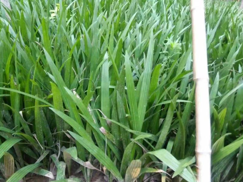 河南省开封通许县新建种植家庭农场棕榈科(椰枣种苗)