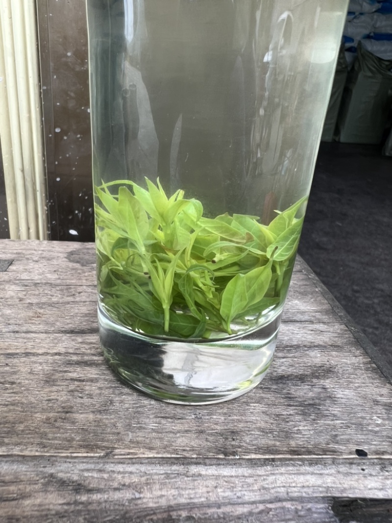 四川小叶苦丁青山绿水茶