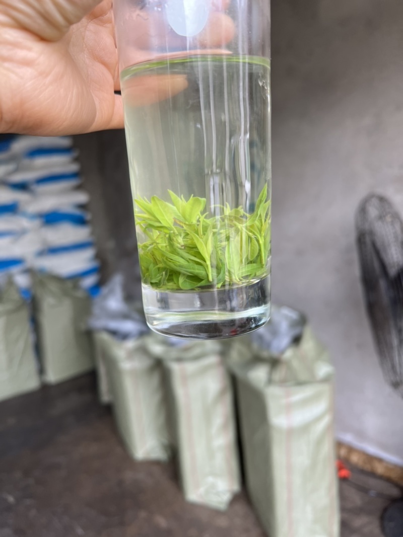四川小叶苦丁青山绿水茶