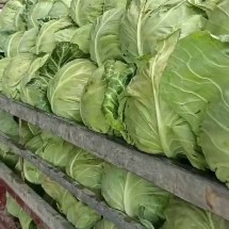 精品甘蓝大量上市，产地已收货原欢迎各位老板洽谈