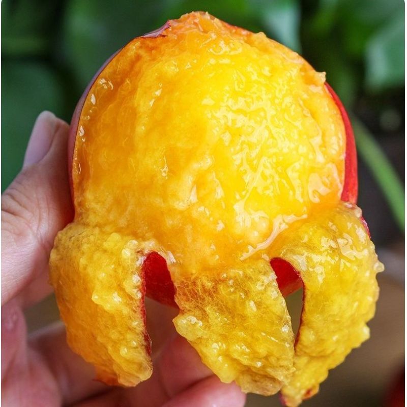 湖北中油系列金雷油桃，品质保证，视频看货全国发货