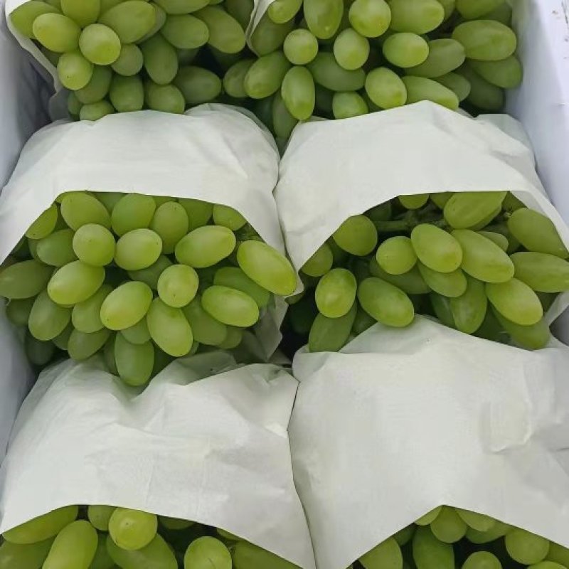 无籽青提