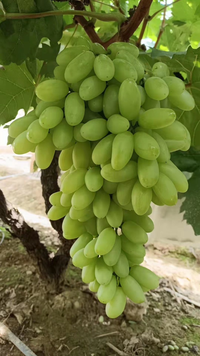 无籽青提