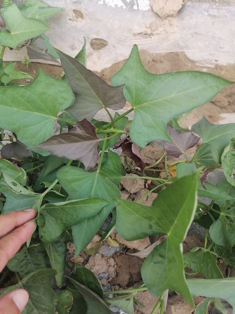 红薯苗河南开封红薯苗大量上市货源充足长期供货产地直销
