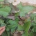红薯苗河南开封红薯苗大量上市货源充足长期供货产地直销