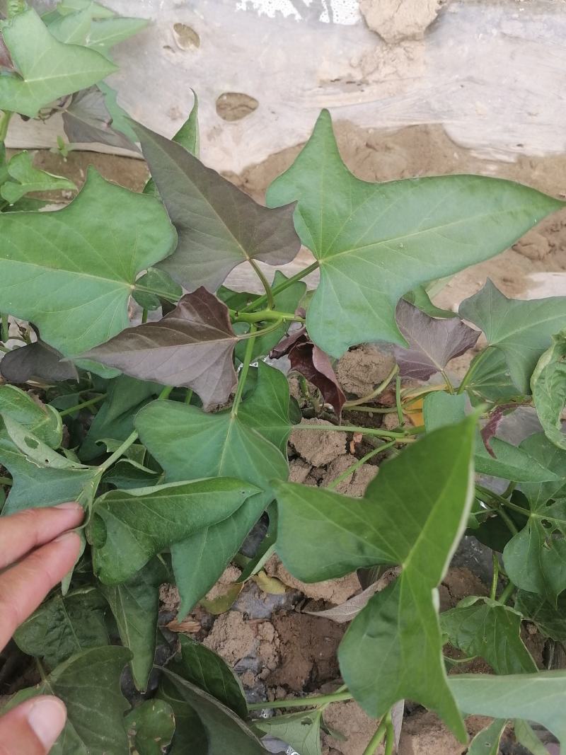 红薯苗河南开封红薯苗大量上市货源充足长期供货产地直销