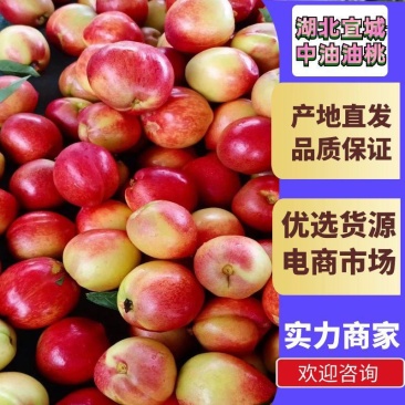 湖北油桃，中油，金锁品种齐全口感脆甜可视频看货