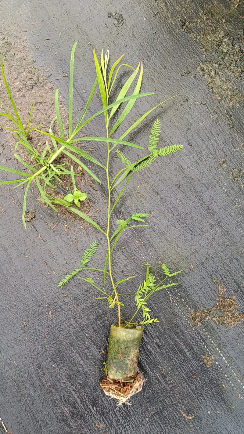 黑木相思组培苗