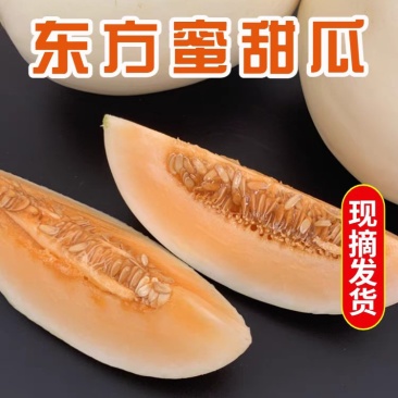 内黄沙地东方蜜甜瓜，香脆可口，甜如蜜！