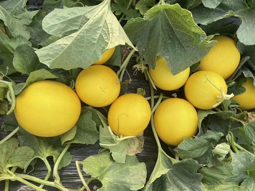 金太阳南瓜在田间成熟状态