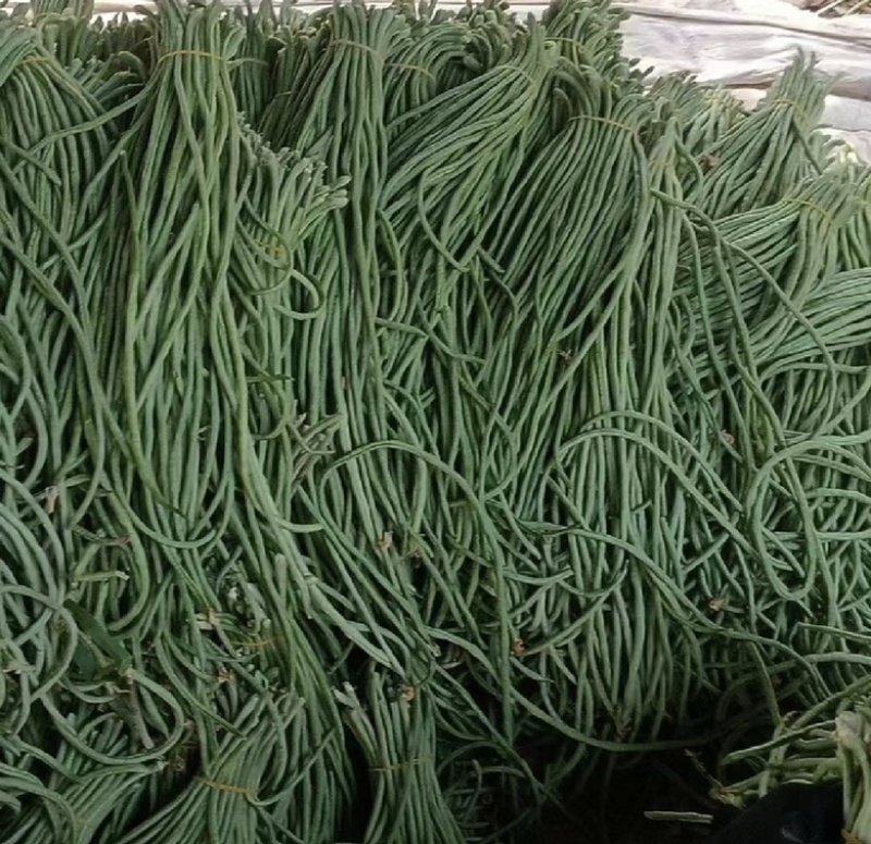 【在线】辽宁长豆角大量供应全国发货电话咨询优惠