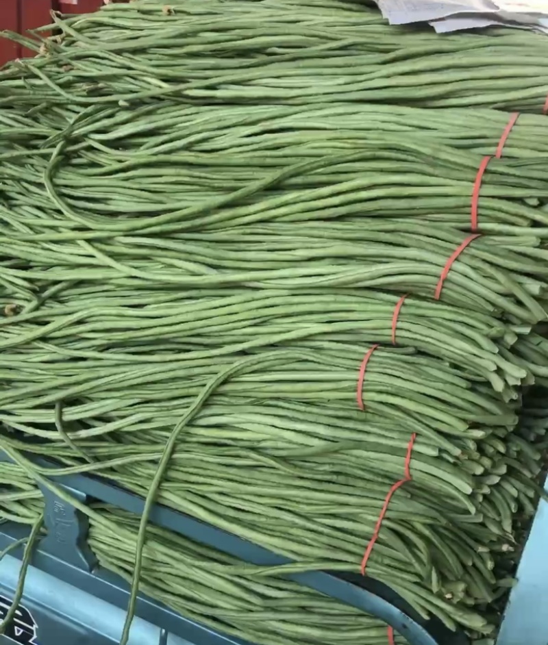 【在线】辽宁长豆角大量供应全国发货电话咨询优惠
