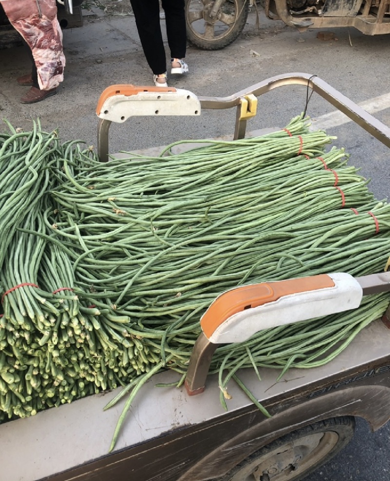 【在线】辽宁长豆角大量供应全国发货电话咨询优惠