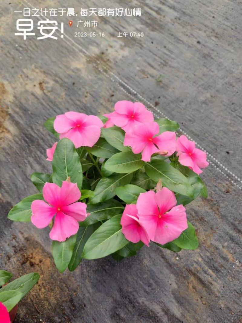 长春花开花花卉绿植广东广州花卉原场地开花绿植净化新鲜空气