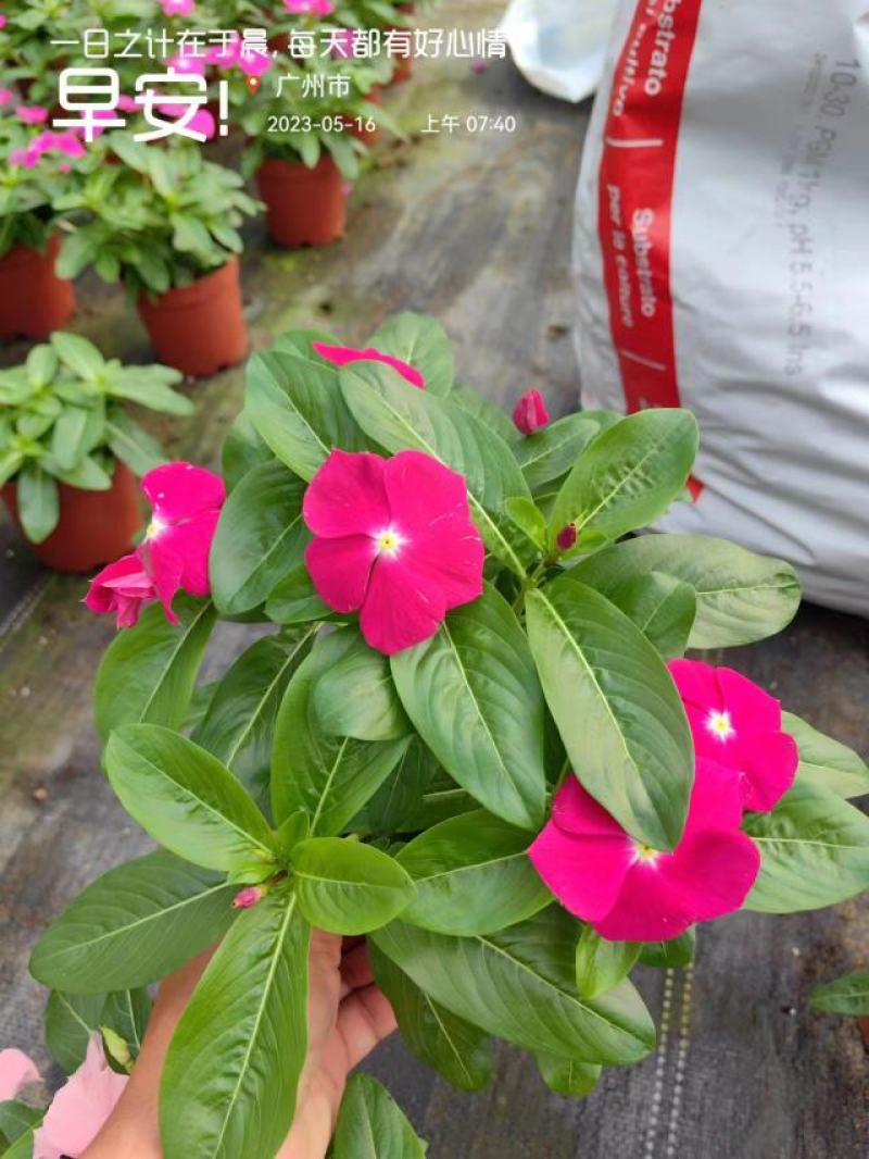 长春花开花花卉绿植广东广州花卉原场地开花绿植净化新鲜空气