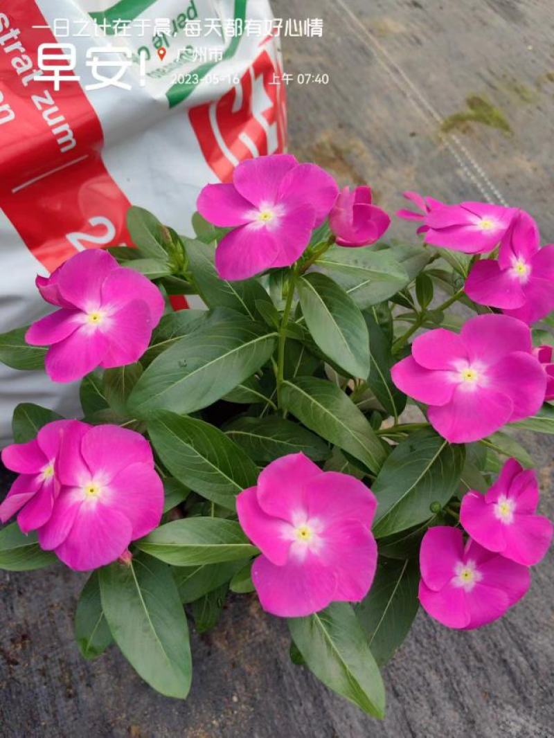 长春花开花花卉绿植广东广州花卉原场地开花绿植净化新鲜空气