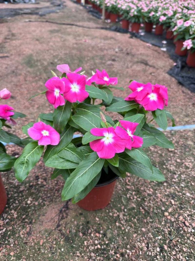 长春花开花花卉绿植广东广州花卉原场地开花绿植净化新鲜空气