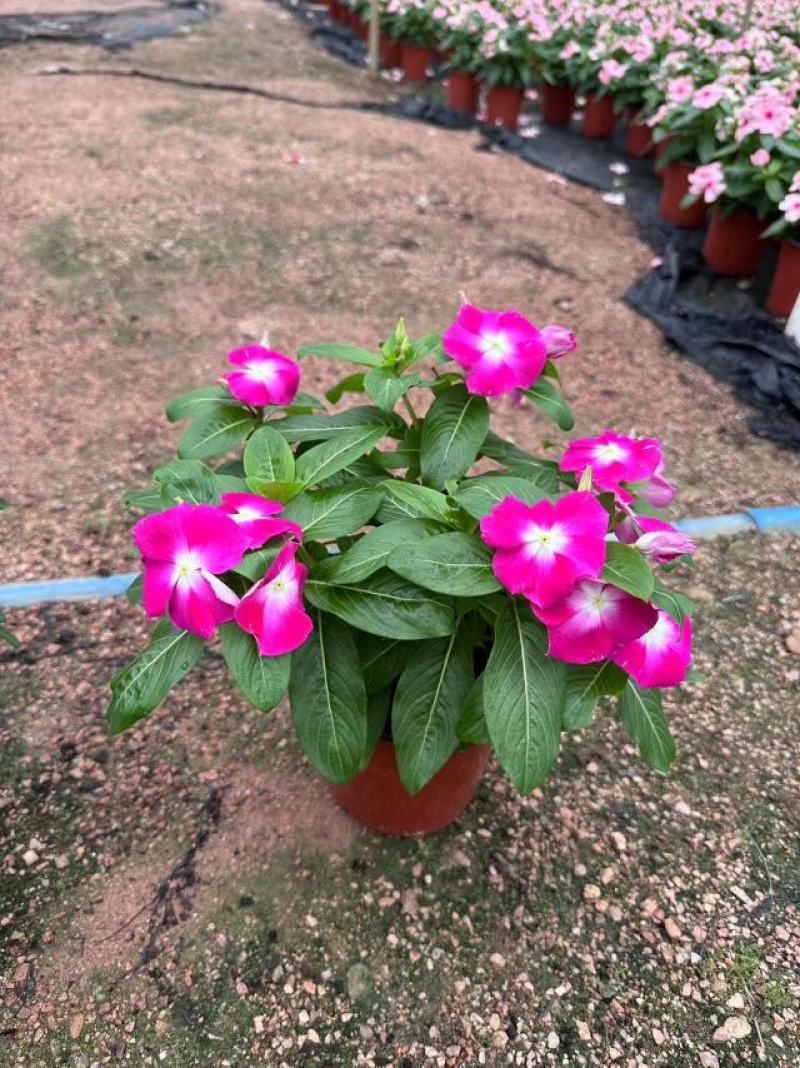 长春花开花花卉绿植广东广州花卉原场地开花绿植净化新鲜空气