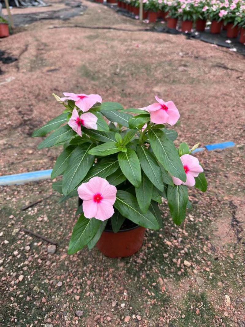长春花开花花卉绿植广东广州花卉原场地开花绿植净化新鲜空气