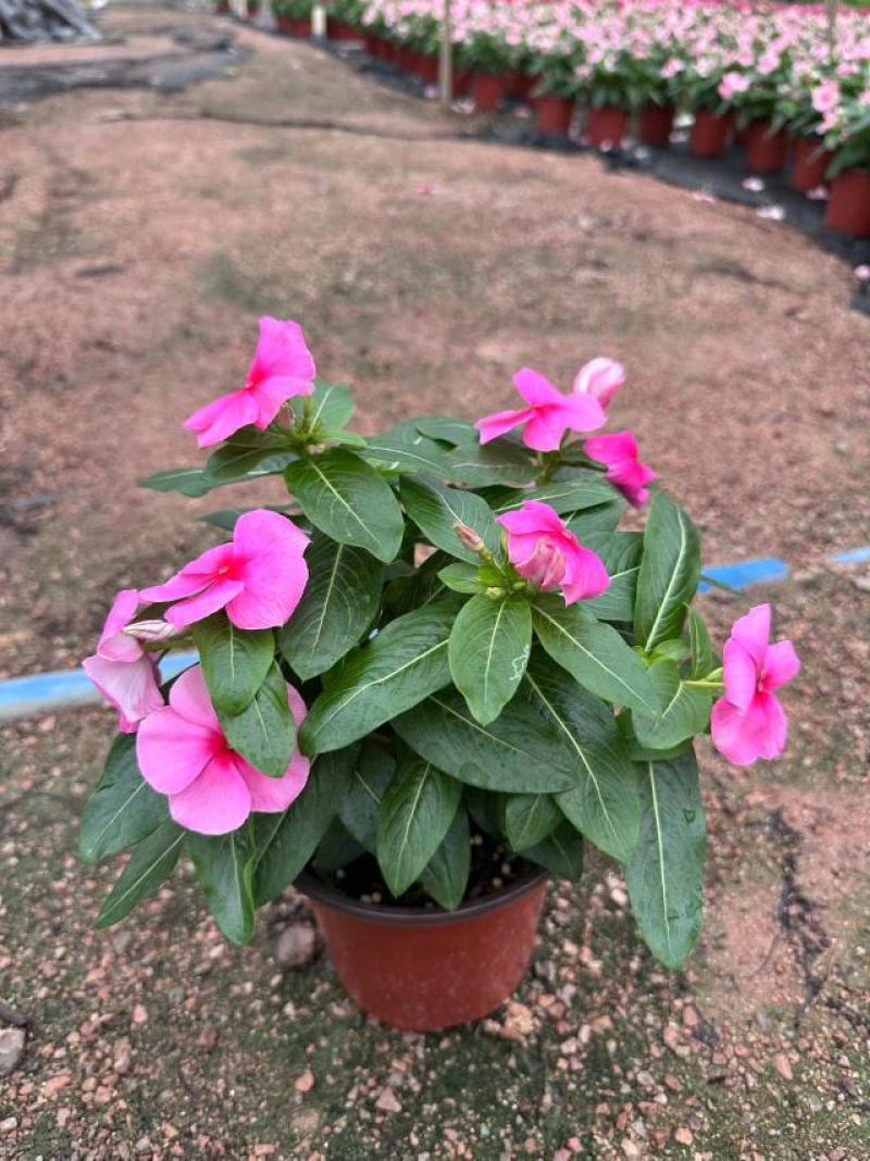 长春花开花花卉绿植广东广州花卉原场地开花绿植净化新鲜空气