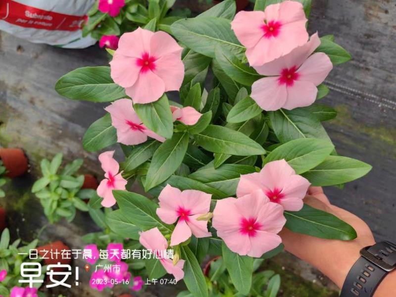 长春花开花花卉绿植广东广州花卉原场地开花绿植净化新鲜空气
