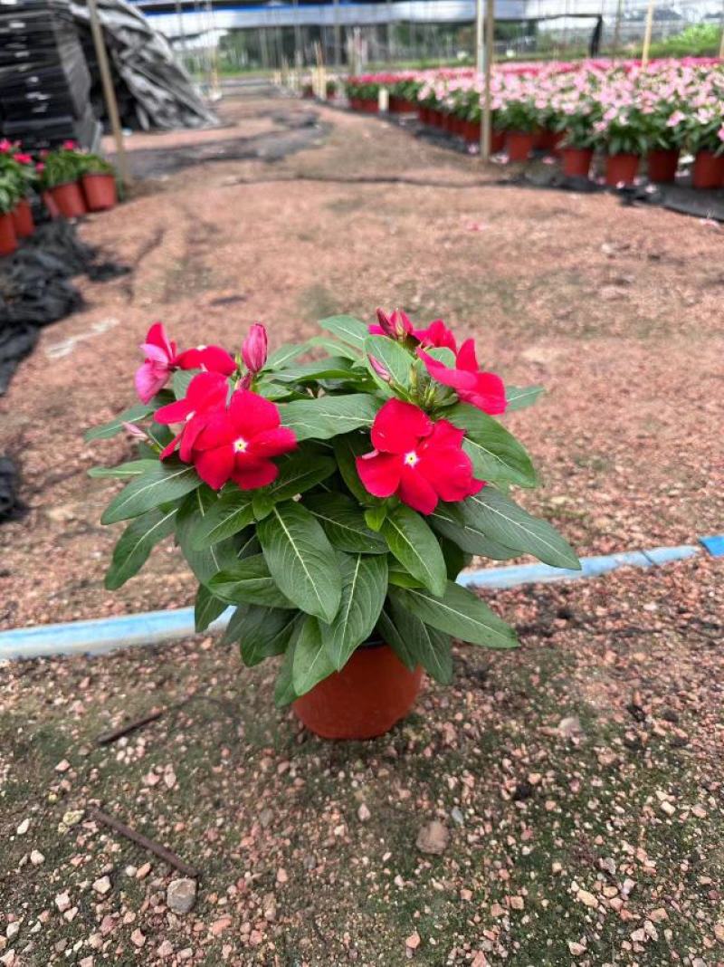 长春花开花花卉绿植广东广州花卉原场地开花绿植净化新鲜空气