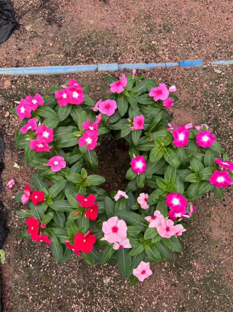 长春花开花花卉绿植广东广州花卉原场地开花绿植净化新鲜空气
