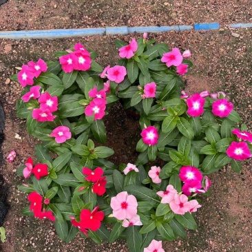 长春花开花花卉绿植广东广州花卉原场地开花绿植净化新鲜空气