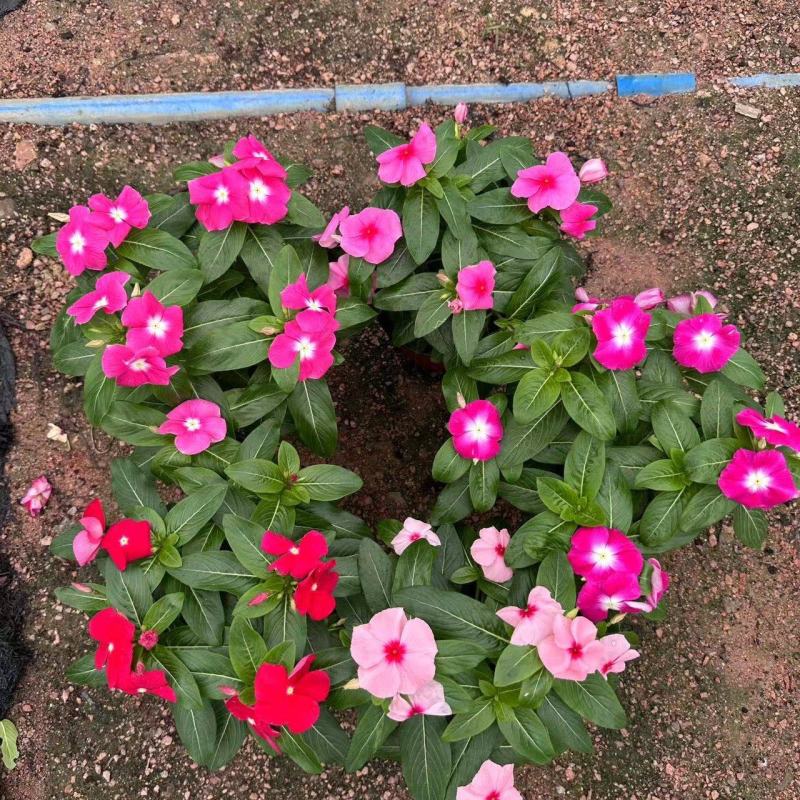 长春花开花花卉绿植广东广州花卉原场地开花绿植净化新鲜空气