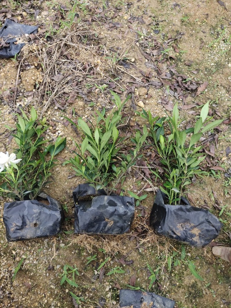 小叶栀子花福建漳州小叶栀子花场地直销货源充足