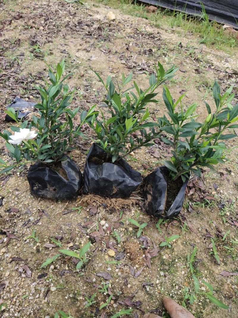 小叶栀子花福建漳州小叶栀子花场地直销货源充足