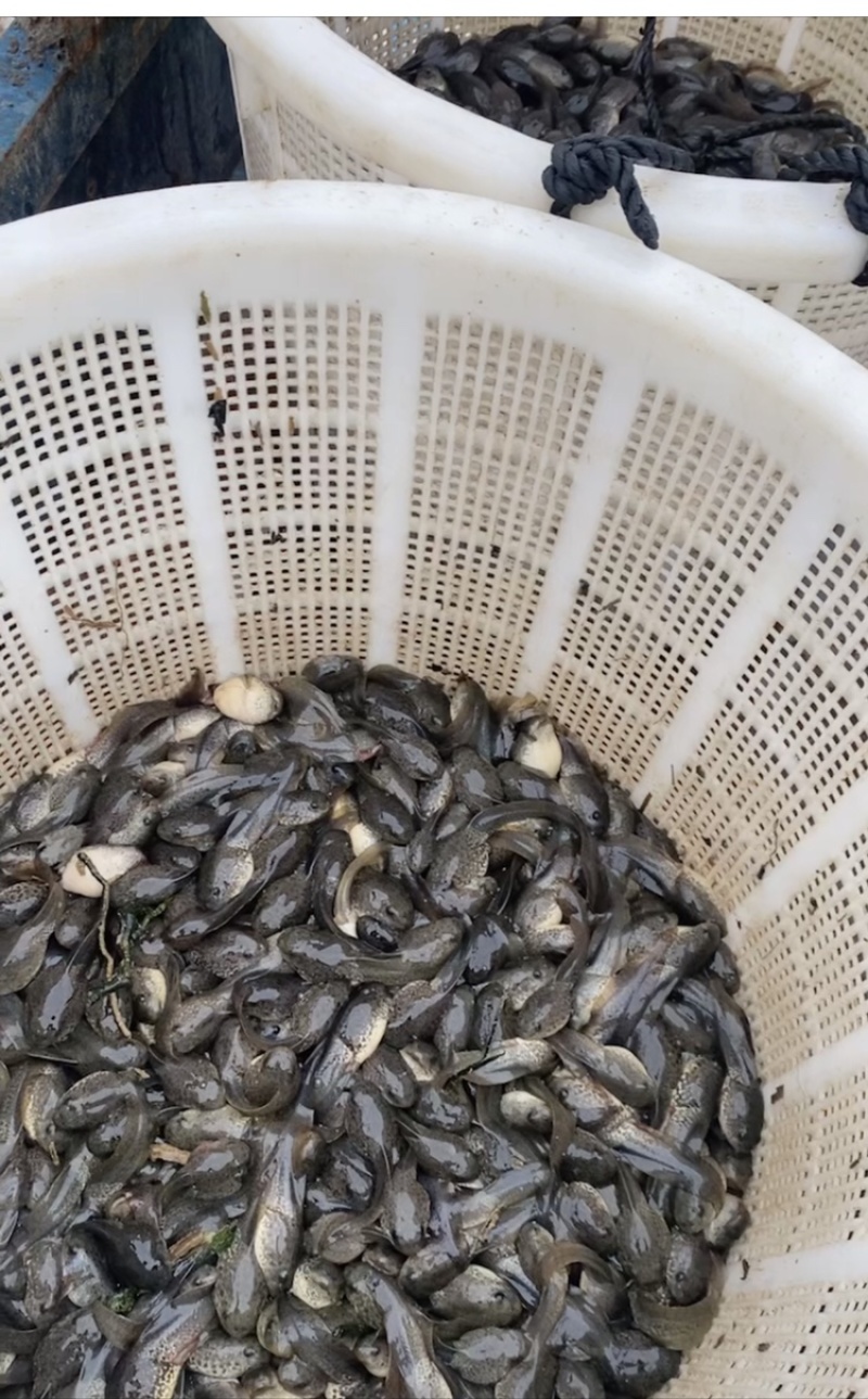 牛蛙牛蛙大蝌蚪蛙苗幼蛙质量保证长期供应