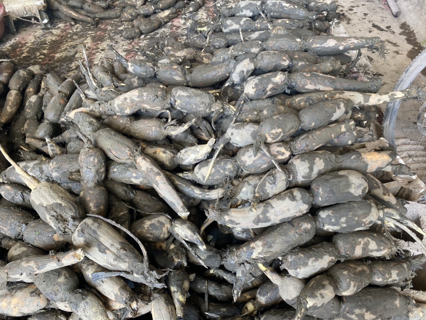 高清摄影:湖北洪湖产鄂莲六号鲜藕横切结构图,展示典型淀粉质肉质与天然黏液层,用于说明生藕寒性物质基础 新鲜白莲藕横切面特写,藕节完整,断面洁白带微粉感,可见清晰螺旋状导管孔(螺纹导管),表面附着薄层天然黏液,背景为竹制蒸笼与砂锅