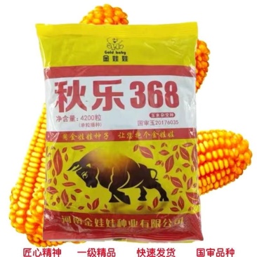 秋乐368玉米种子金娃娃种业厂家发货。欢迎下单合作