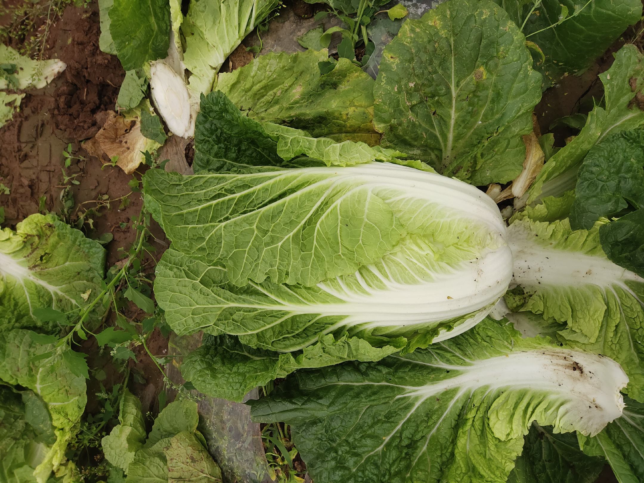菠菜与豆腐搭配食用