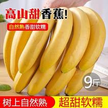 云南高山薄皮甜香蕉10斤当季新鲜水果甜糯绿香蕉散装整箱