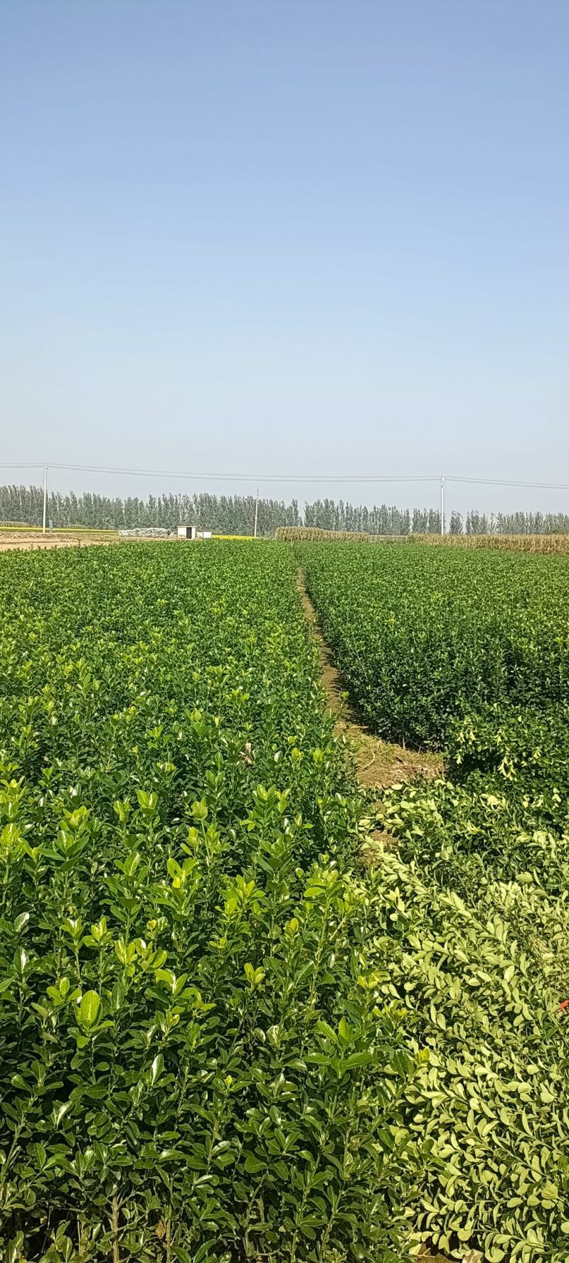 卫矛土球无纺布包装冠幅饱满抗寒耐旱成活率高