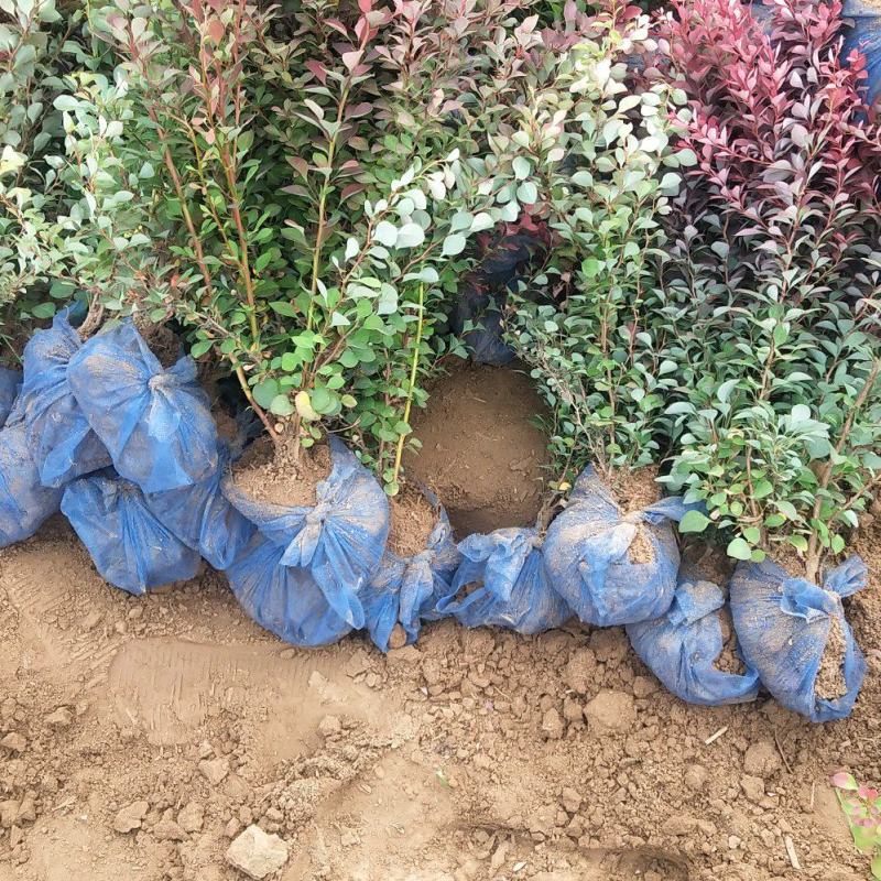 紫叶小檗土球无纺布包装抗寒耐旱绿篱色块耐修剪