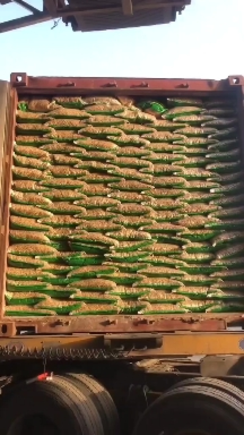 大豆