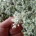 韭花大量上市了，有要的老板联系。每天现收现发