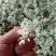 韭花大量上市了，有要的老板联系。每天现收现发