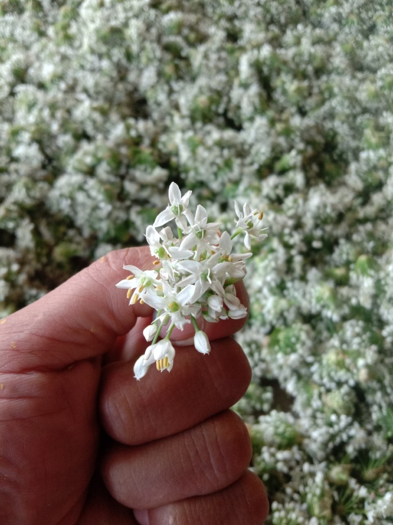 韭花大量上市了，有要的老板联系。每天现收现发