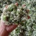 韭花大量上市了，有要的老板联系。每天现收现发