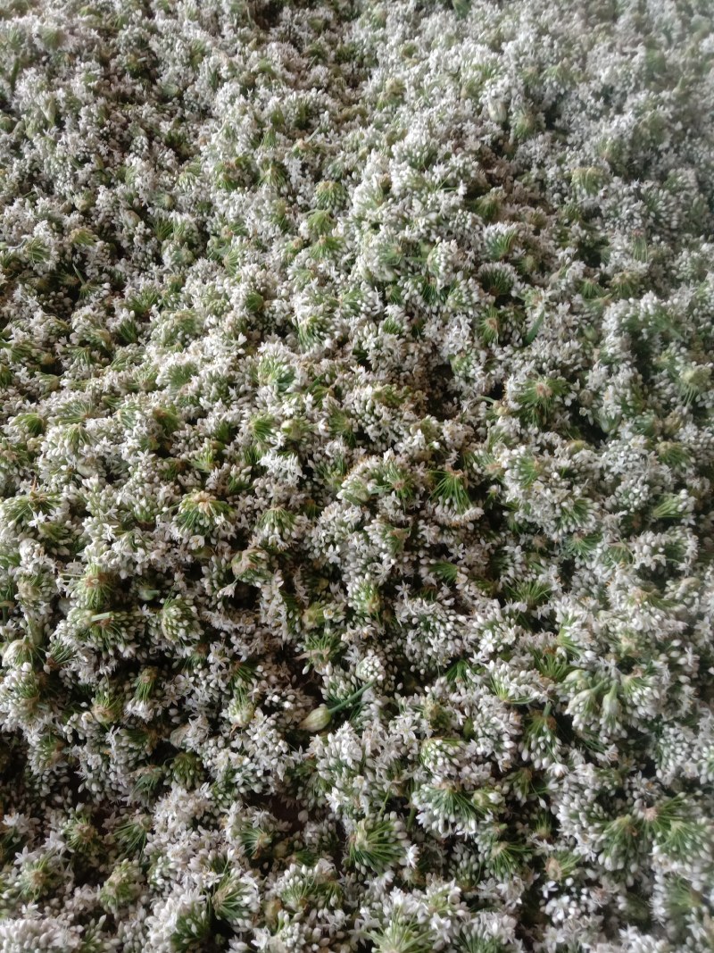 韭花大量上市了，有要的老板联系。每天现收现发
