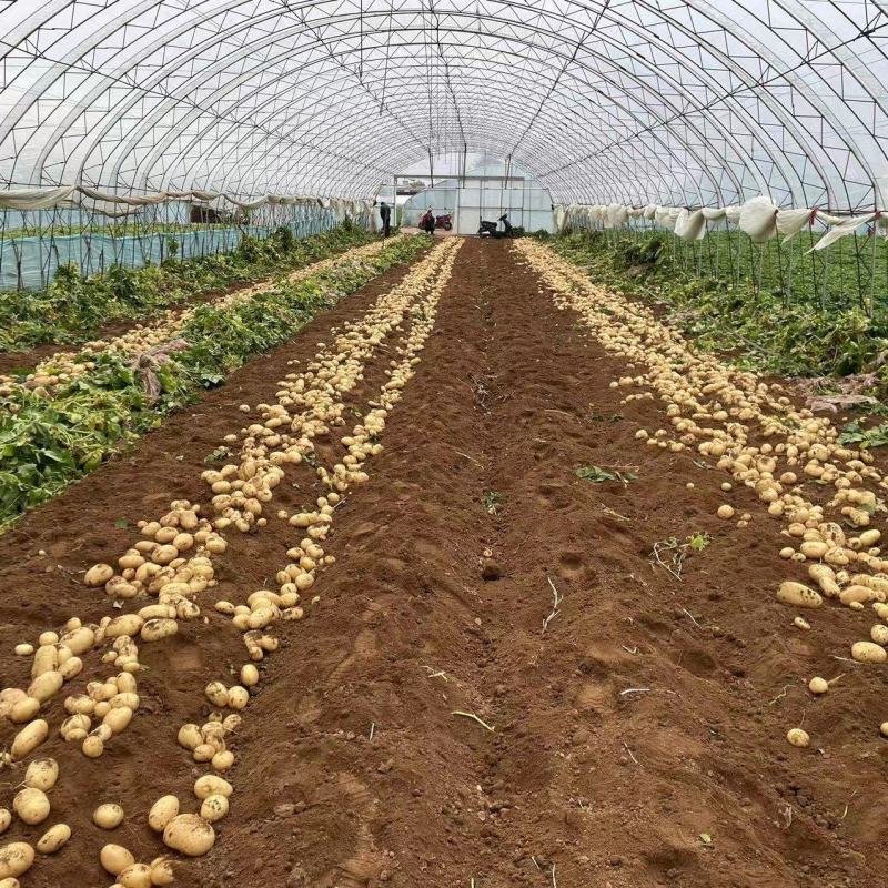 辽宁土豆黄心土豆货源充足大量供应欢迎老板致电咨询