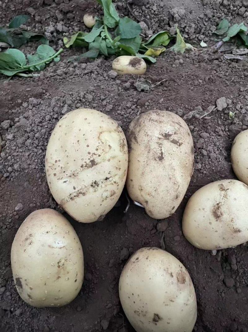 辽宁土豆黄心土豆货源充足大量供应欢迎老板致电咨询